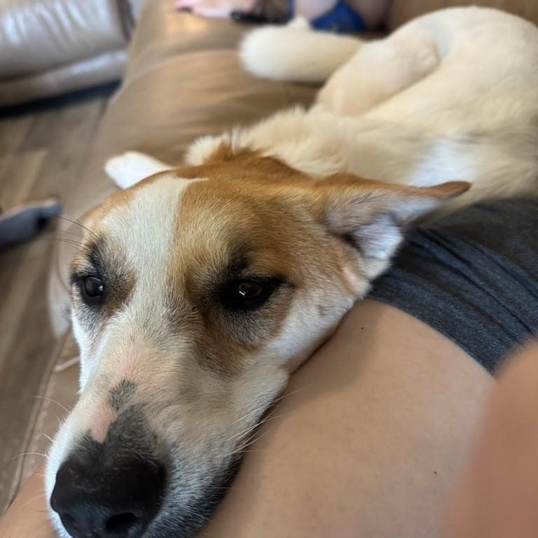 Penny, a Adoptable mixed breed in Yukon, OK image 2/3