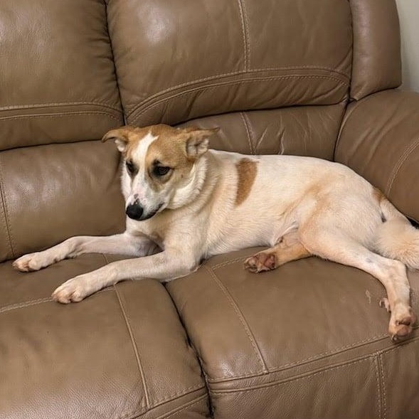 Penny, a Adoptable mixed breed in Yukon, OK image 3/3