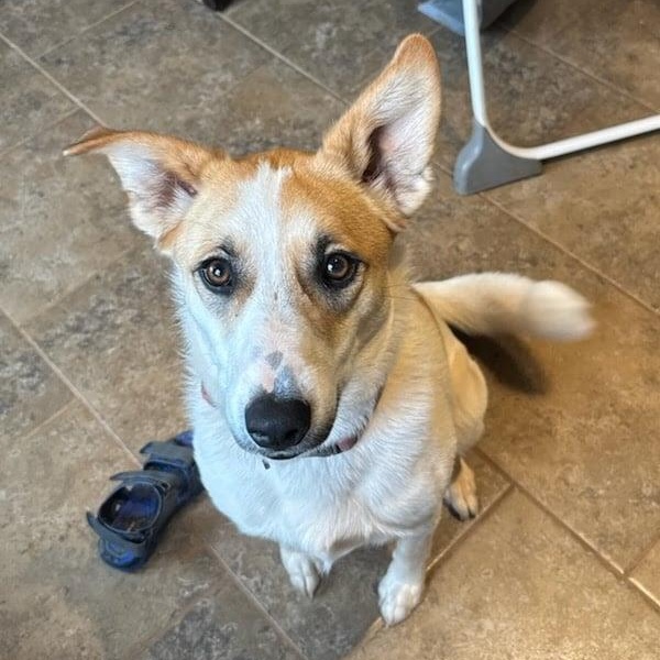 Penny, Adoptable, Young Female Border Collie & Australian Shepherd.