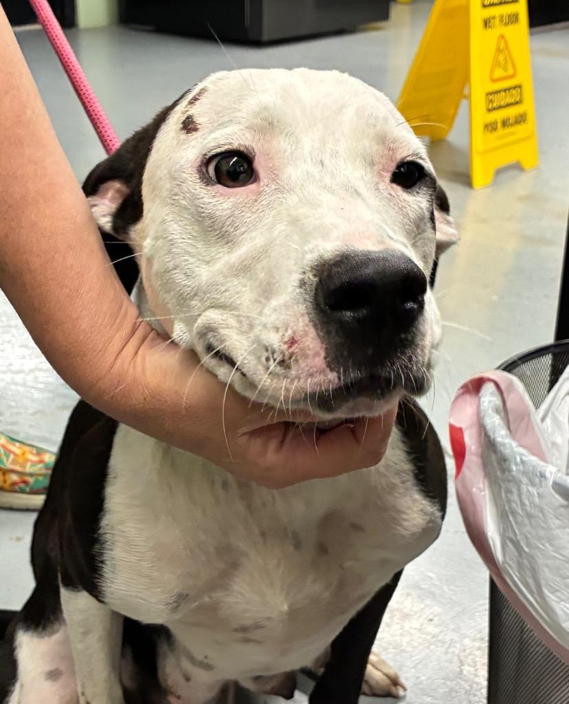 Enlarge Momma Dog, a Adoptable Pit Bull Terrier in Beebe, AR image 1/1