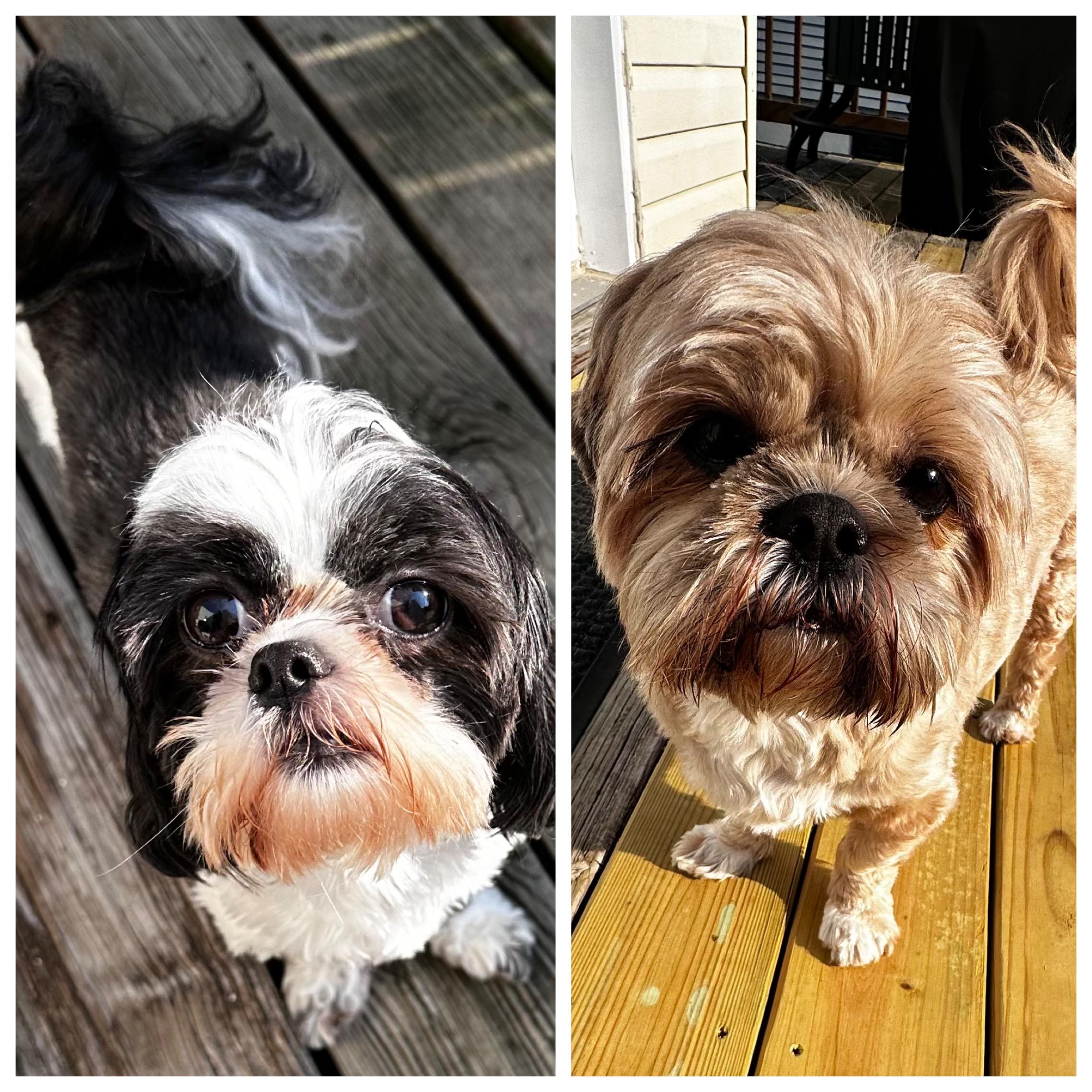 Enlarge NICKY-HERSHEY, a Adopted Shih Tzu in Lexington, KY image 1/1