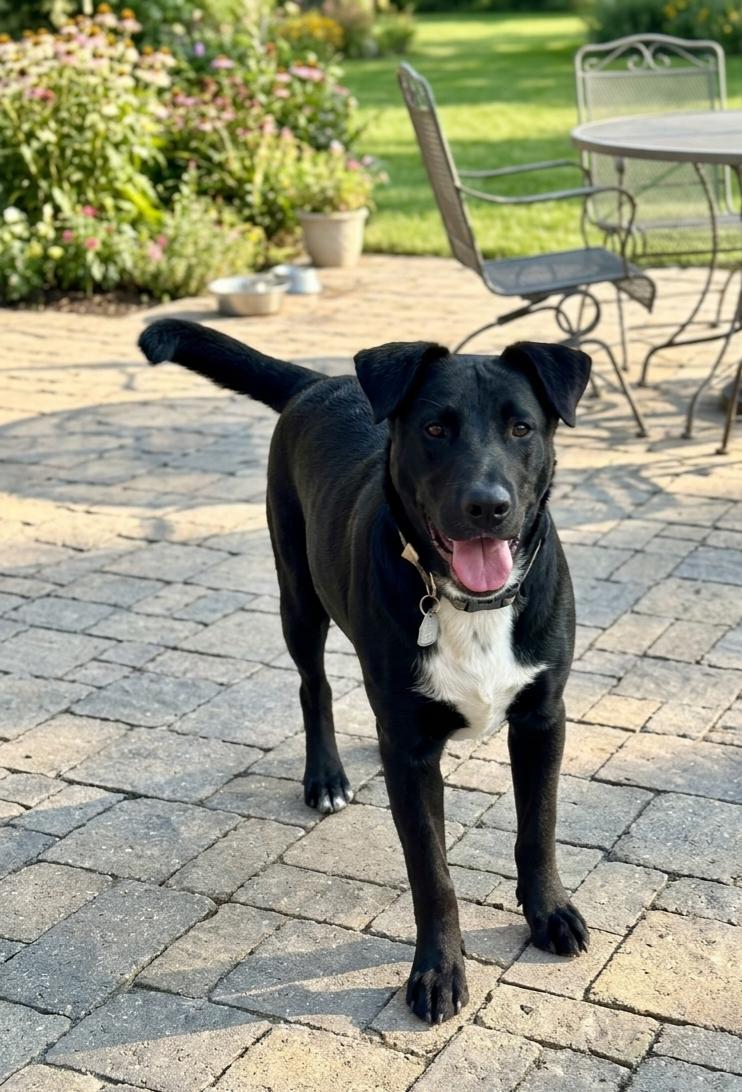 **MOONSHINE**, a Adoptable mixed breed in North Prairie, WI image 3/3