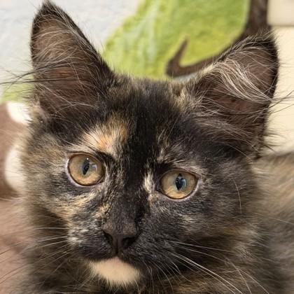 Cat Benatar, Adoptable, Kitten Female Domestic Medium Hair & Domestic Short Hair.