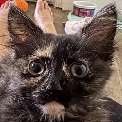 Cat Benatar, Adoptable, Kitten Female Domestic Medium Hair & Domestic Short Hair.
