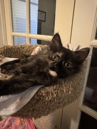 Enlarge Cat Benatar, a Adoptable mixed breed in Pleasanton, CA image 2/3