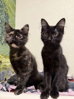 Cat Benatar, a Adoptable mixed breed in Pleasanton, CA image 2/3
