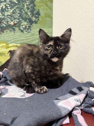 Cat Benatar, a Adoptable mixed breed in Pleasanton, CA image 3/3