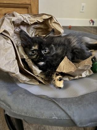 Enlarge Cat Benatar, a Adoptable mixed breed in Pleasanton, CA image 3/3