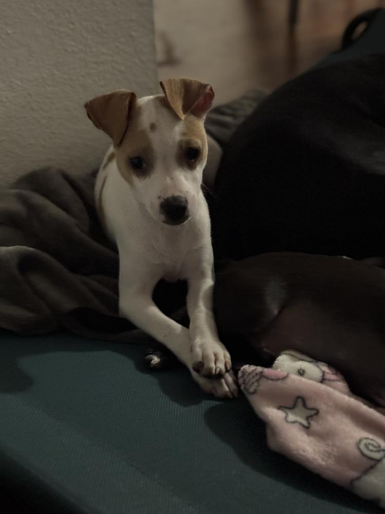 Rico Suave, Adoptable, Puppy Male Chihuahua & Terrier.