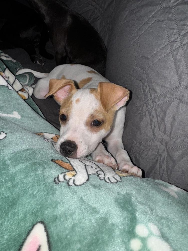 Enlarge Rico Suave, a Adoptable mixed breed in Seminole, FL image 2/5