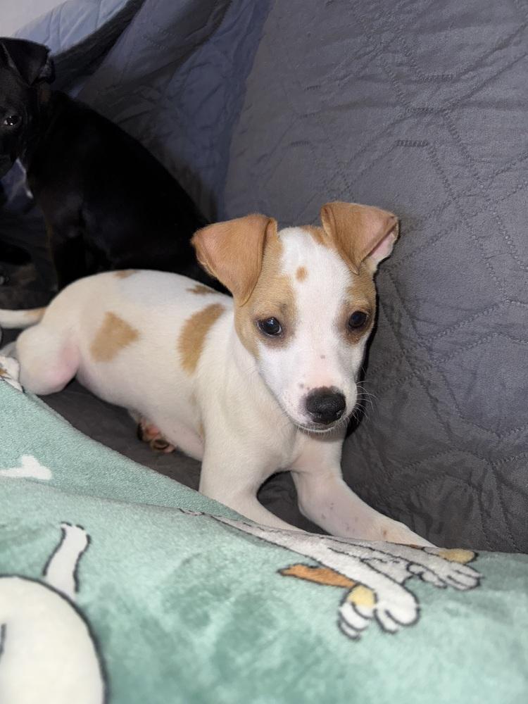 Enlarge Rico Suave, a Adoptable mixed breed in Seminole, FL image 3/5