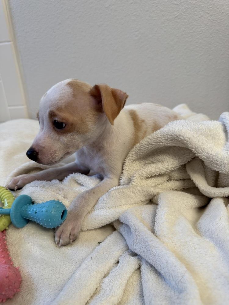 Rico Suave, Adoptable, Puppy Male Chihuahua & Terrier.
