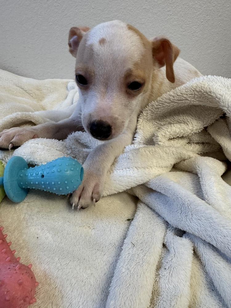 Enlarge Rico Suave, a Adoptable mixed breed in Seminole, FL image 2/2