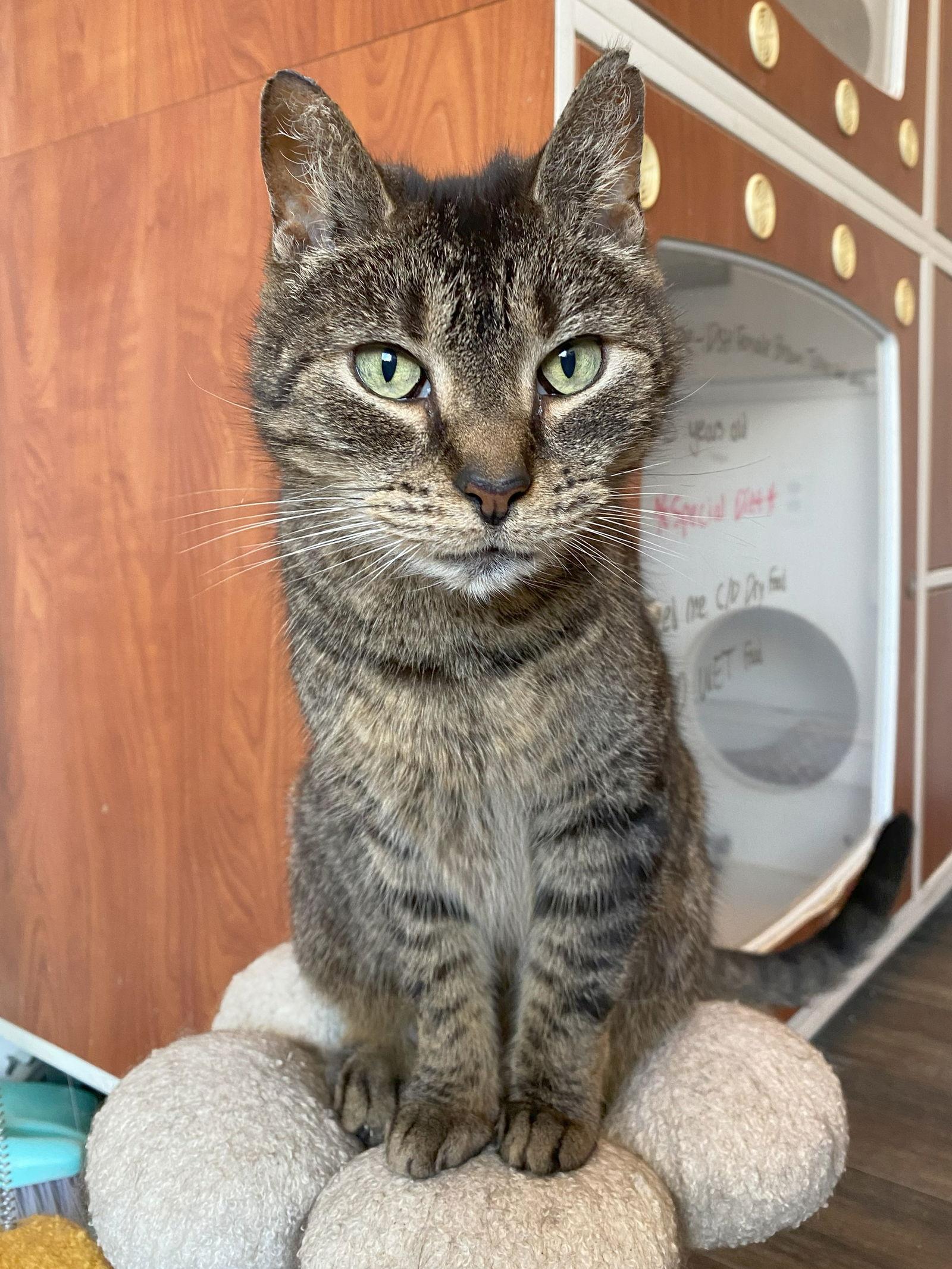 Enlarge Java, a Adoptable mixed breed in Gettysburg, PA image 1/3