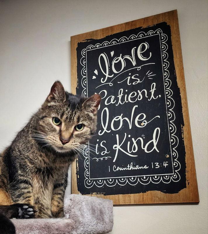 Enlarge Java, a Adoptable mixed breed in Gettysburg, PA image 2/3