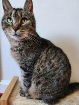 Enlarge Java, a Adoptable mixed breed in Gettysburg, PA image 3/3