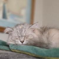 Jill and Ivanka, Adoptable, Adult Female Chinchilla.