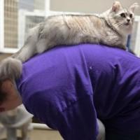 Enlarge Jill and Ivanka, a Adoptable Chinchilla in Olympia, WA image 2/2