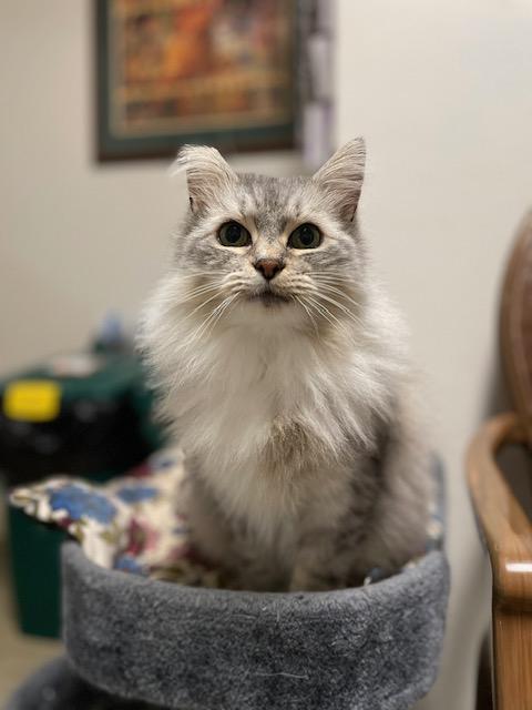 Jill and Ivanka, a Adoptable Chinchilla in Olympia, WA image 1/4