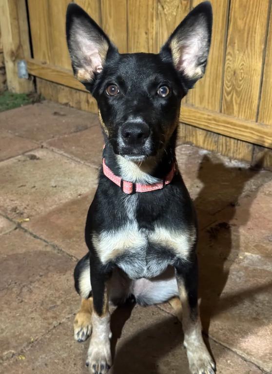 Enlarge Clementine, a Adoptable mixed breed in Suffield, CT image 1/4