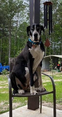 Lady, a Adoptable Great Dane in Brookville, OH image 1/2