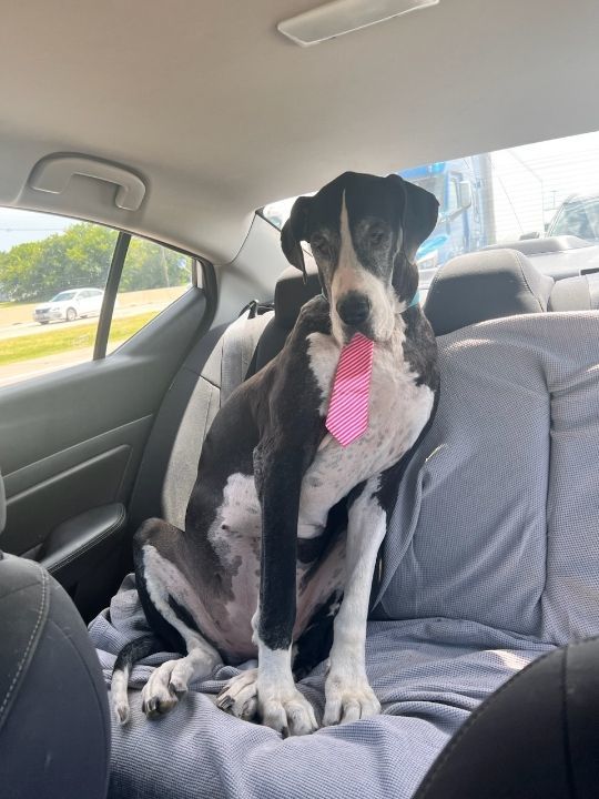 Lady, a Adoptable Great Dane in Brookville, OH image 2/2