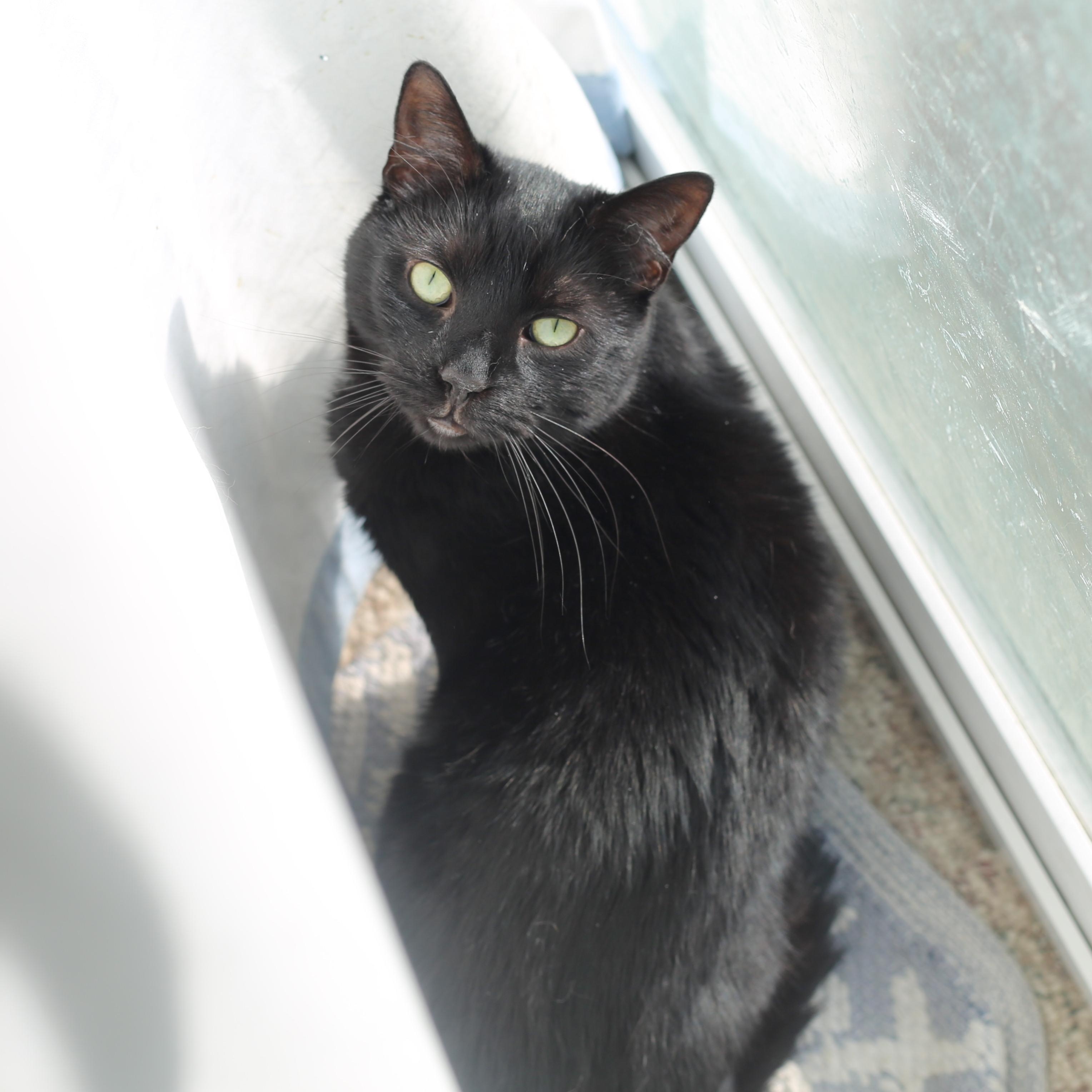 Chip, a Adoptable Domestic Short Hair in Swartz Creek, MI image 1/4