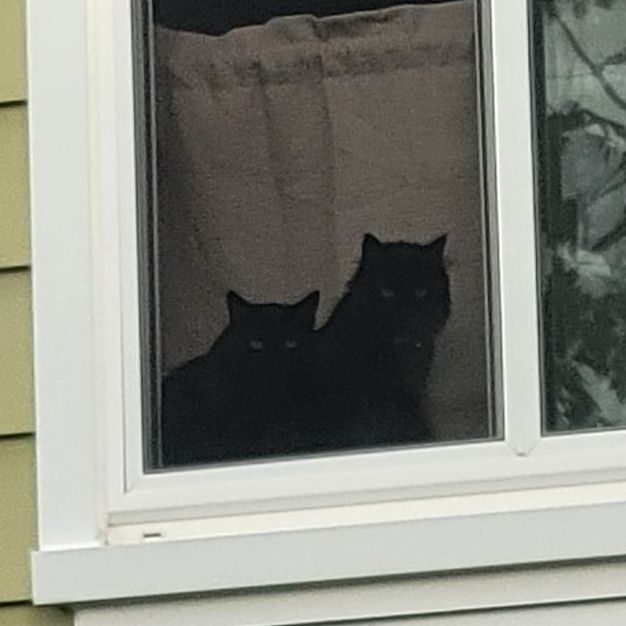 Chip, a Adoptable Domestic Short Hair in Swartz Creek, MI image 3/4