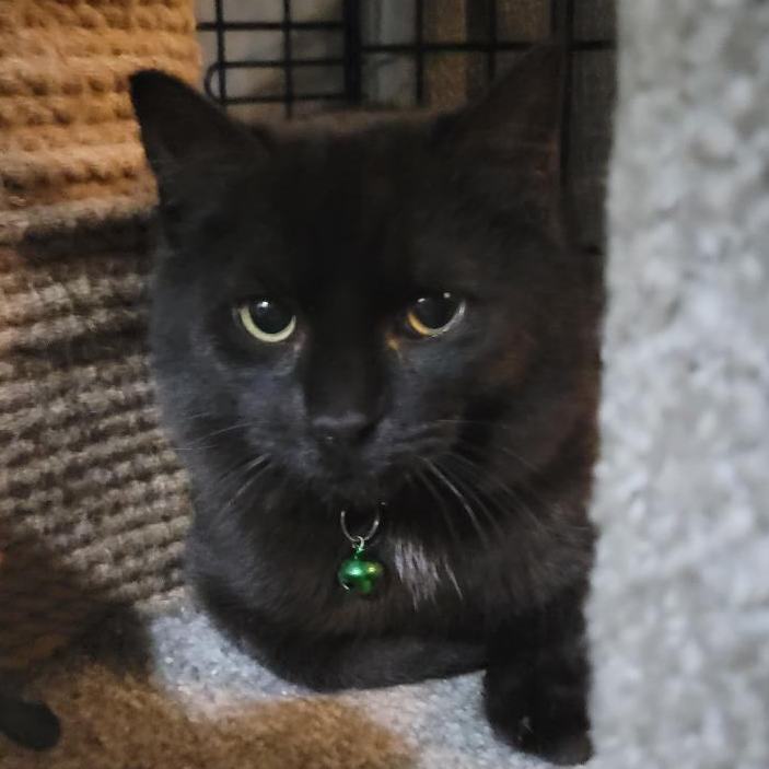 Chip, a Adoptable Domestic Short Hair in Swartz Creek, MI image 2/4