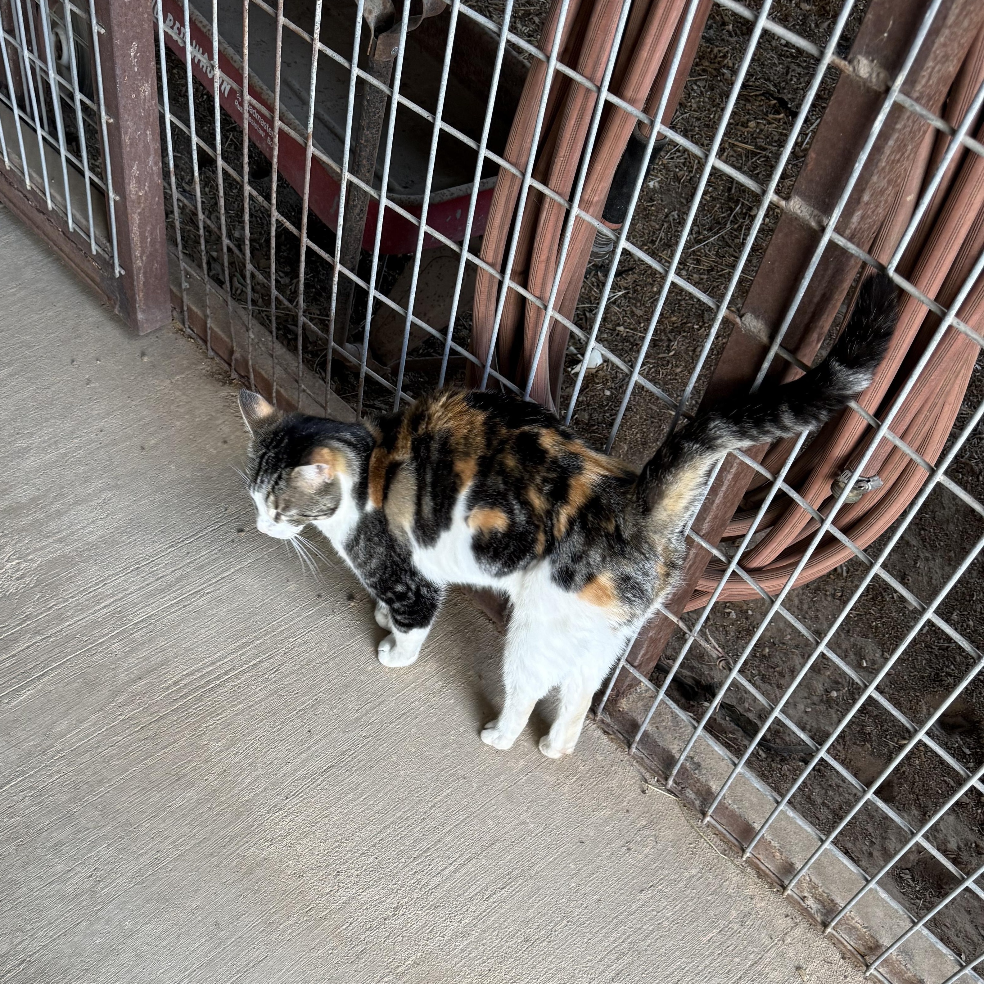 Enlarge Abbie, an adopted Domestic Medium Hair in Weatherford, TX image 2/3