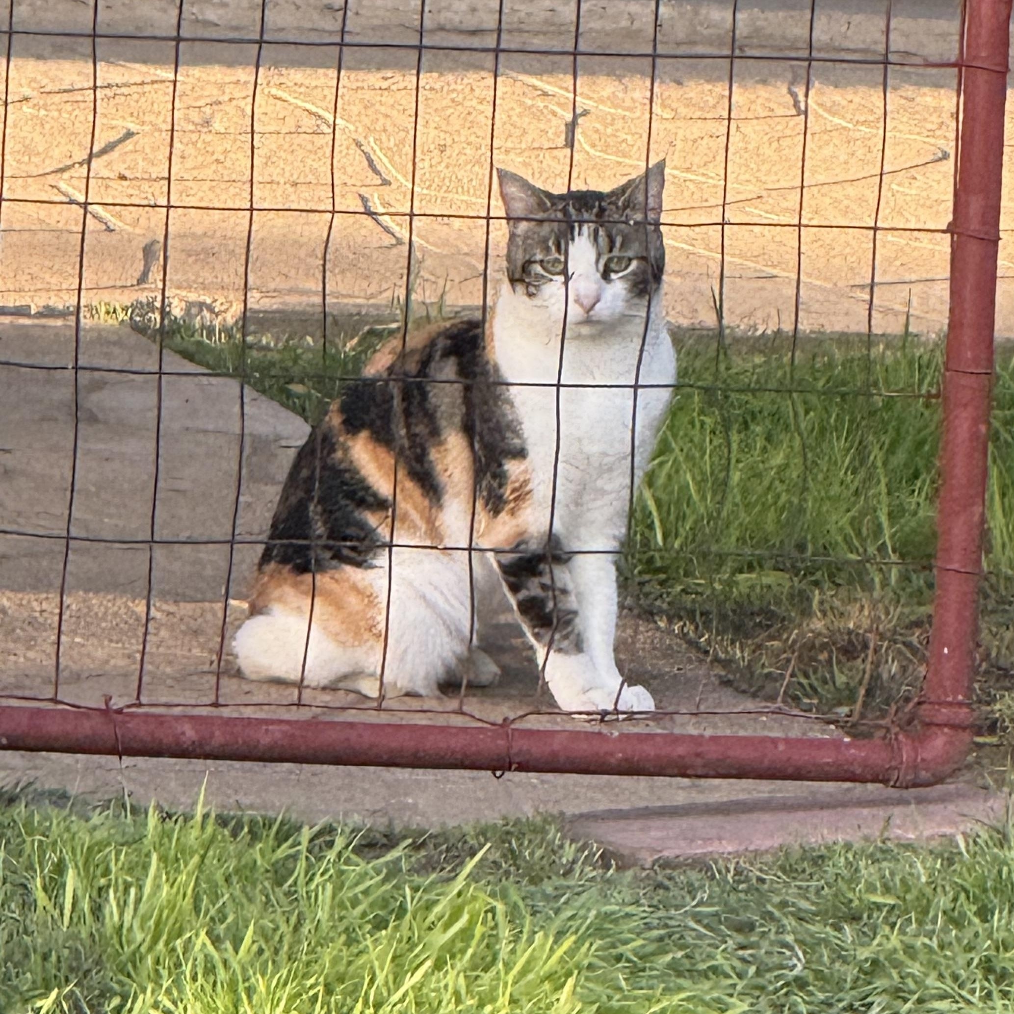 Abbie, adopted, Young Female Domestic Medium Hair.