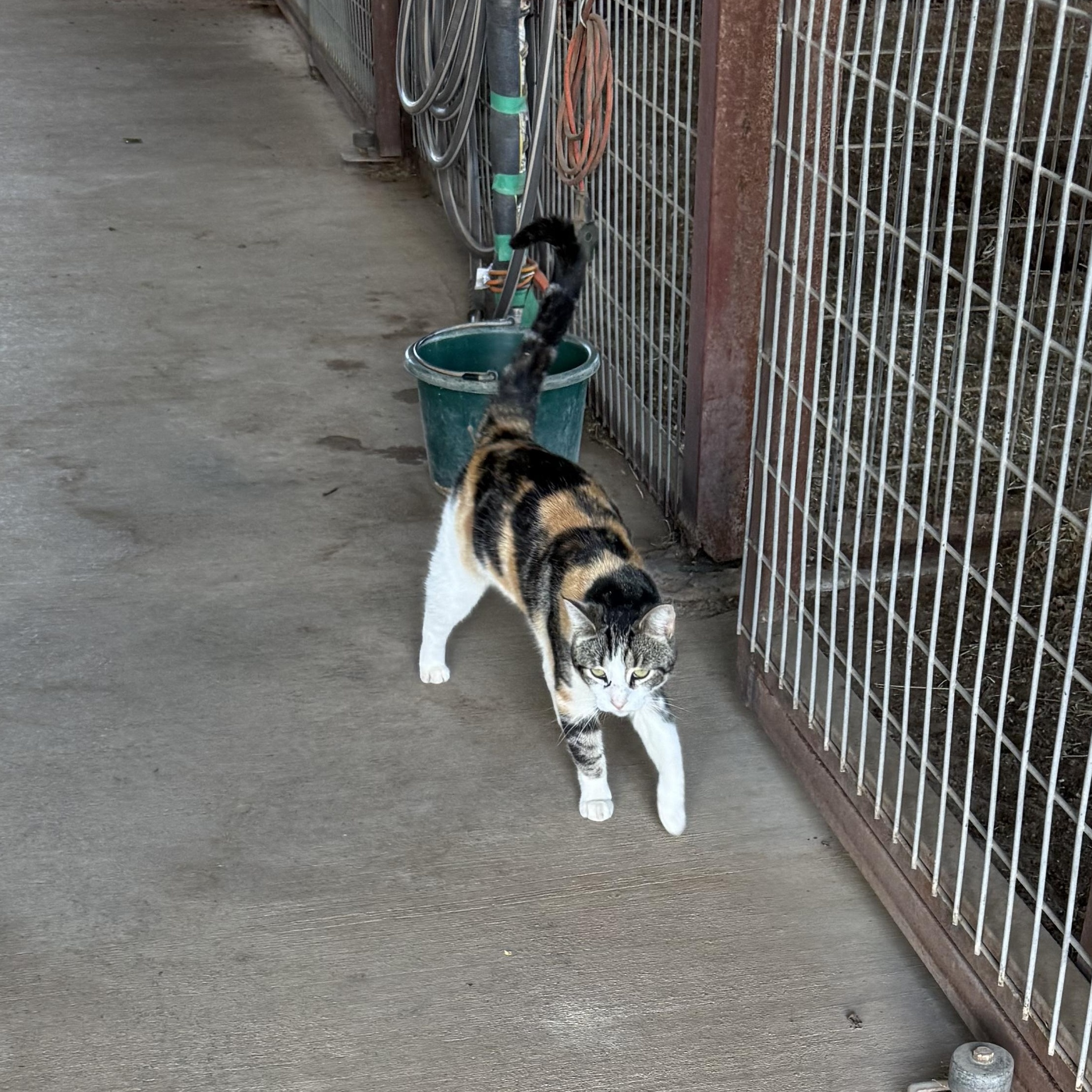 Enlarge Abbie, an adopted Domestic Medium Hair in Weatherford, TX image 3/3