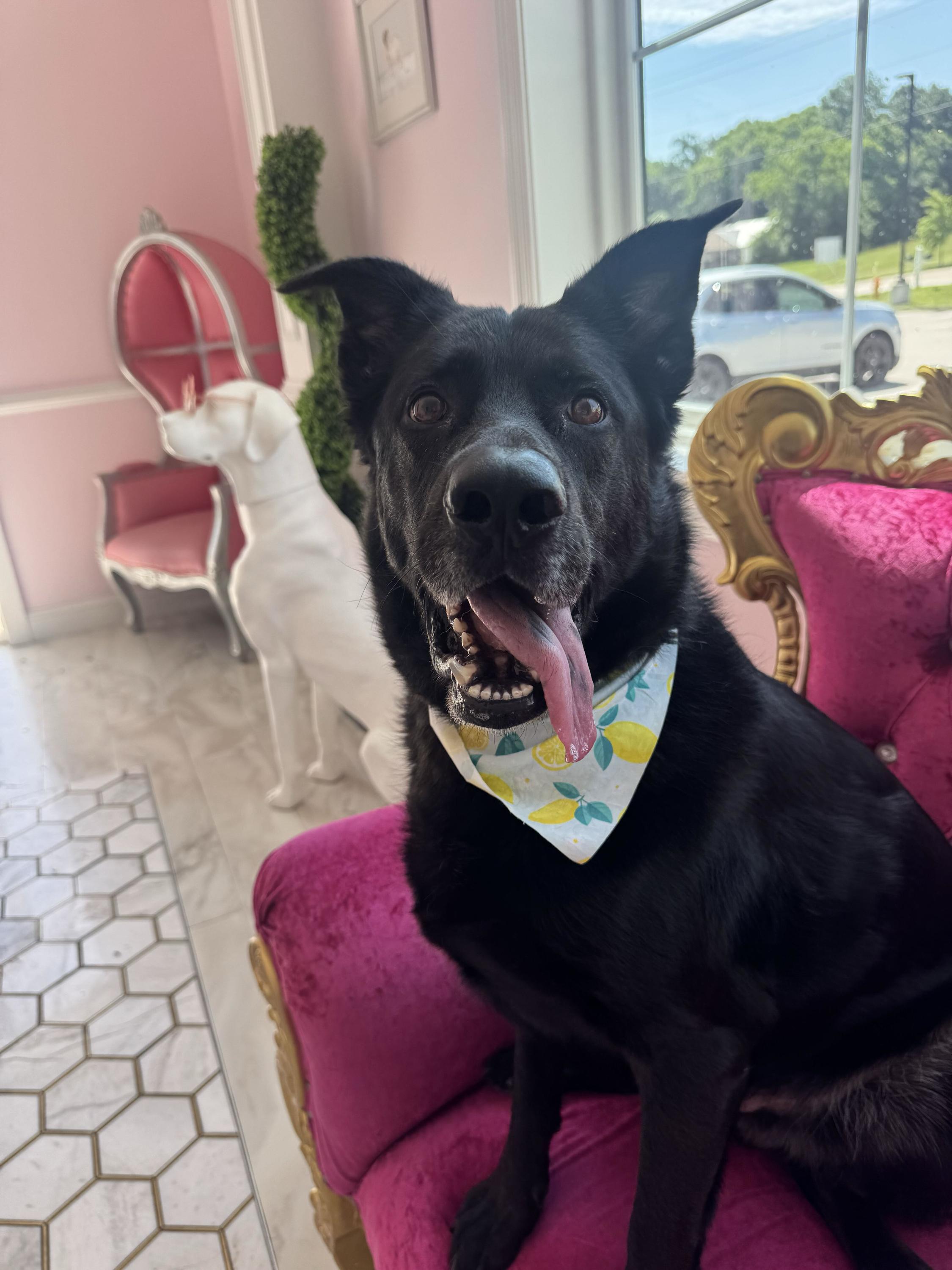 Bo, ADOPTABLE, Adult Male German Shepherd Dog.