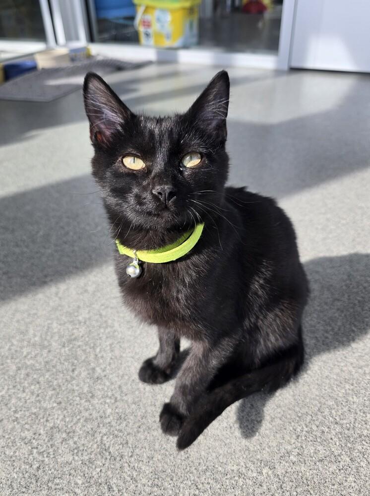 Frankie, Adoptable, Kitten Male Domestic Short Hair.