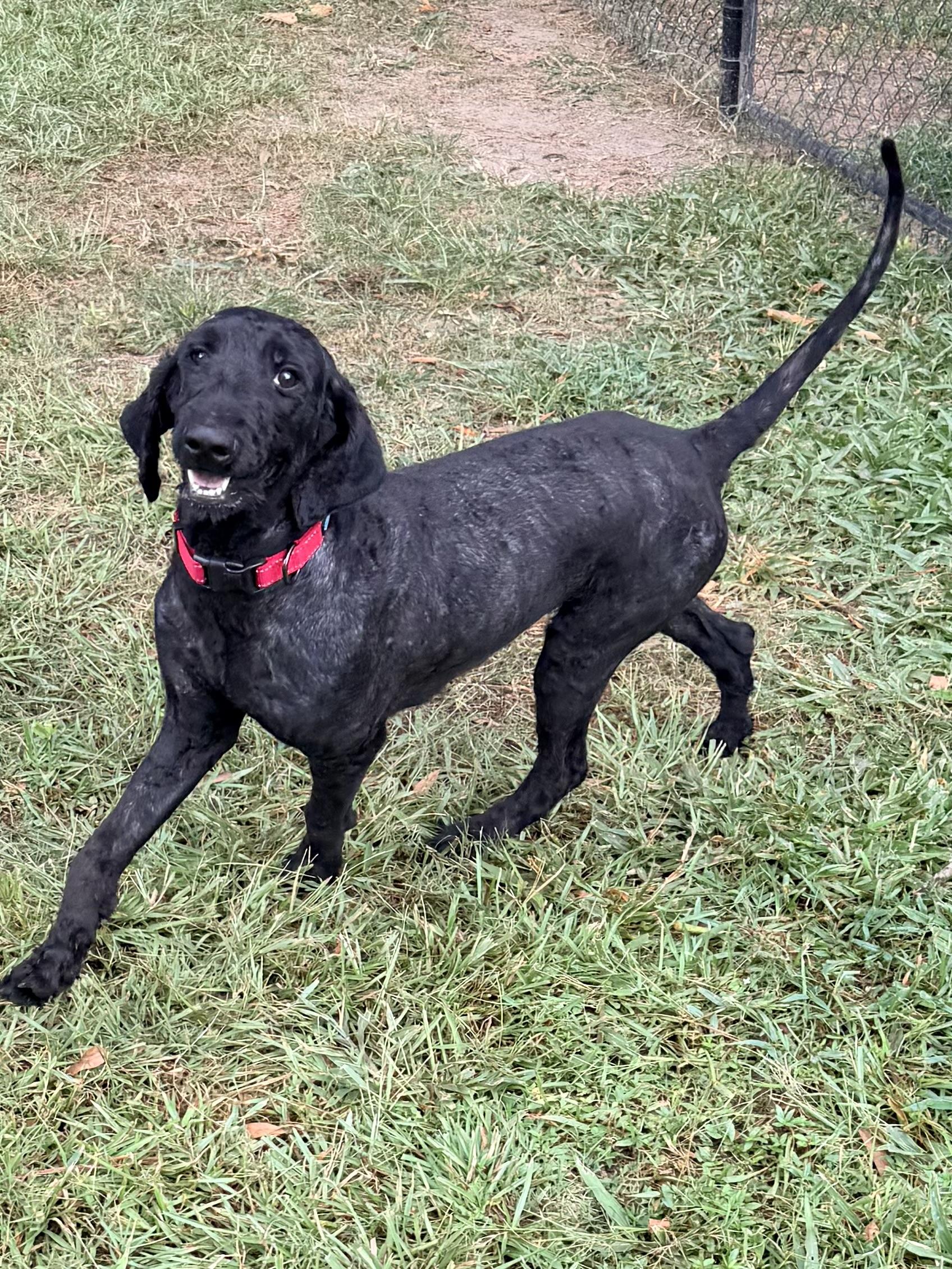 DeeDee, ADOPTABLE, Adult Female Goldendoodle.