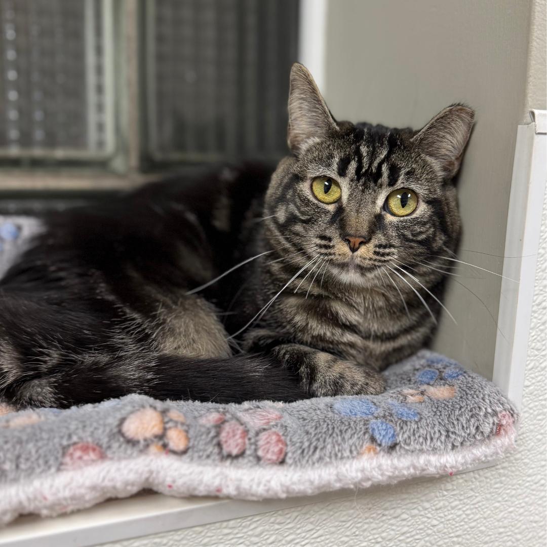 Celia, adoptable, Adult Male Domestic Short Hair.