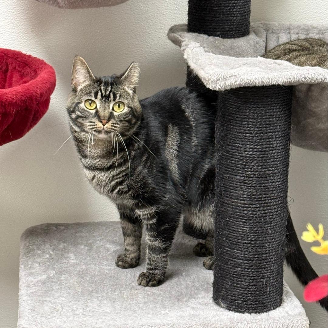 Celia, adoptable, Adult Female Domestic Short Hair.