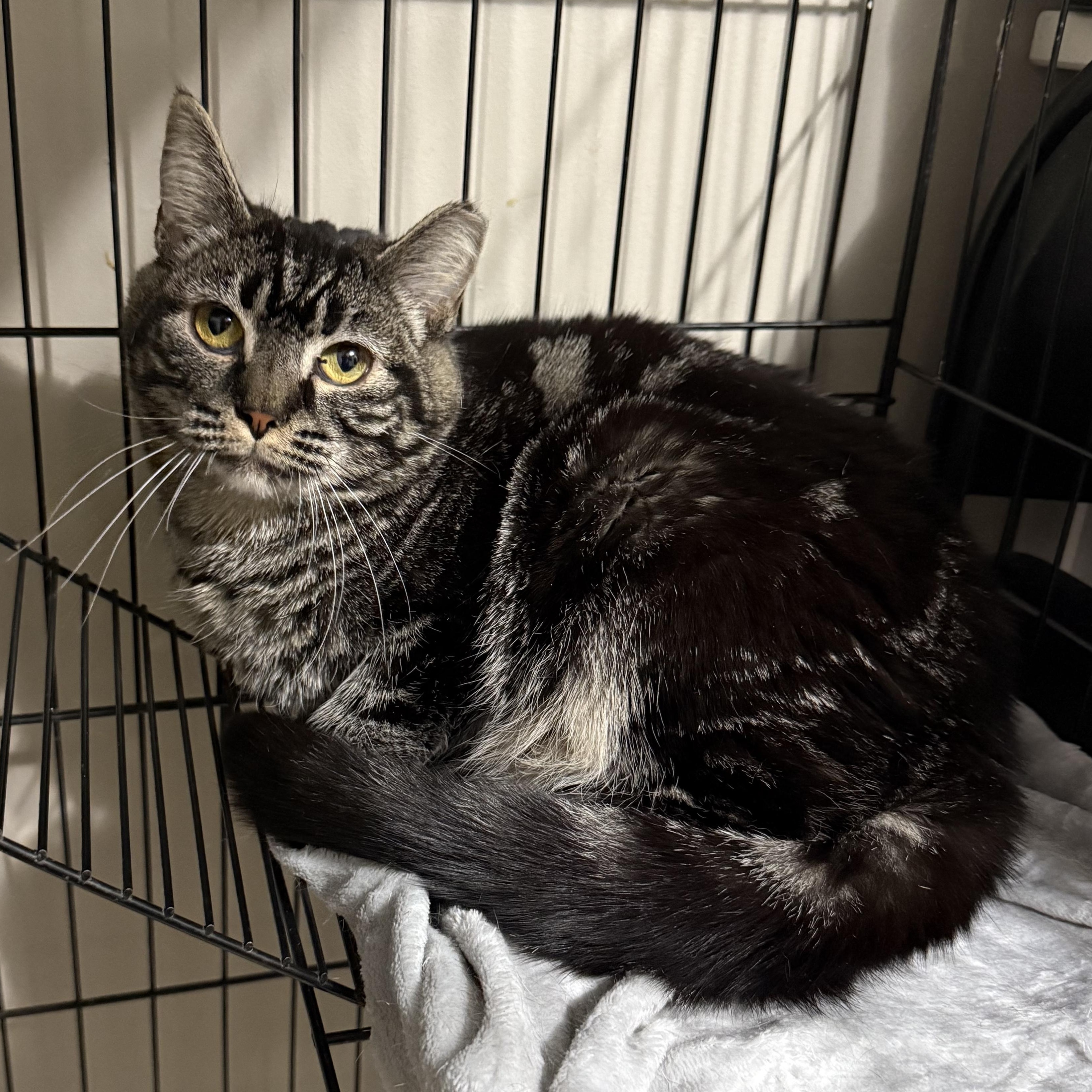 Enlarge Celia, an adoptable mixed breed in Bridgeville, PA image 1/4