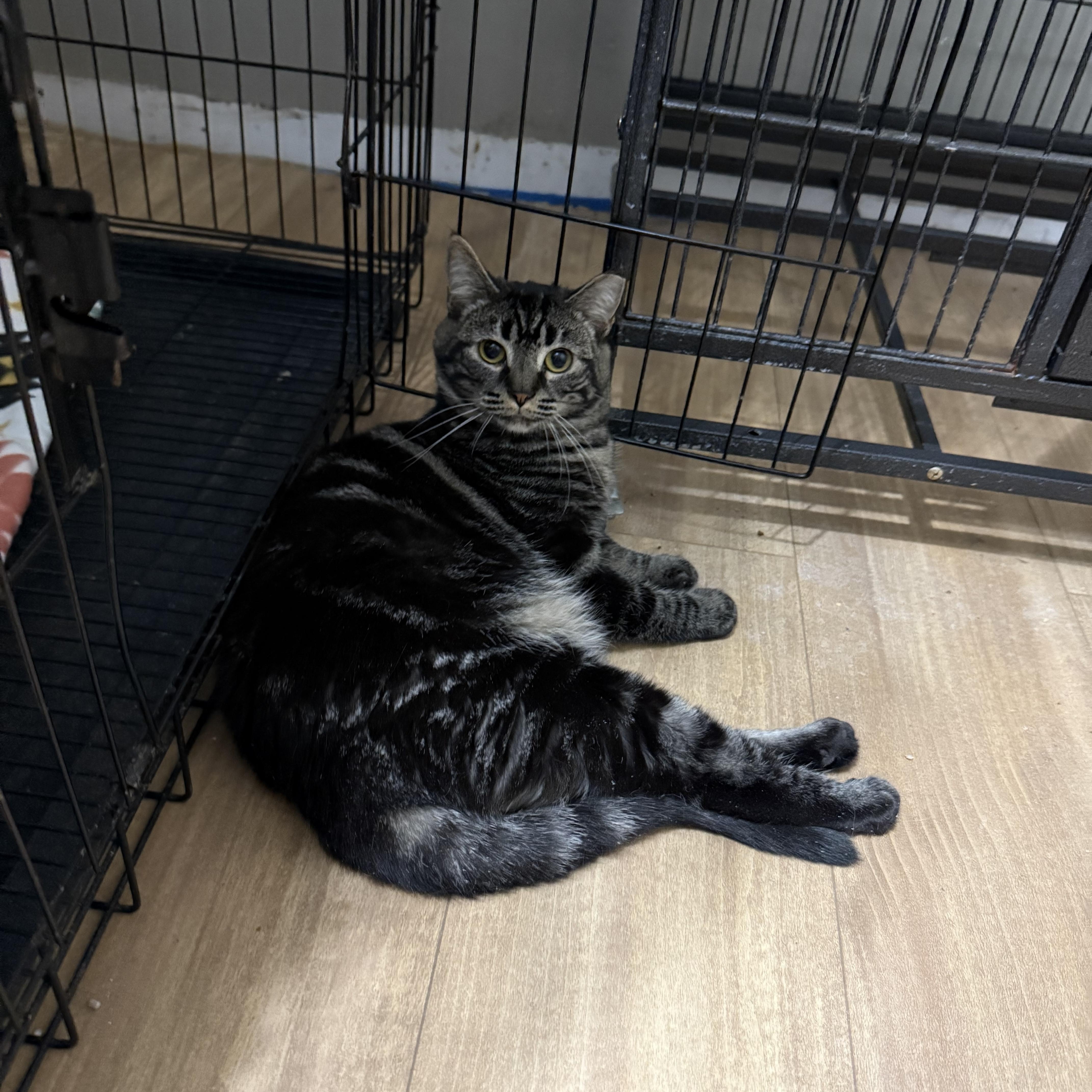 Enlarge Celia, an adoptable mixed breed in Bridgeville, PA image 4/4