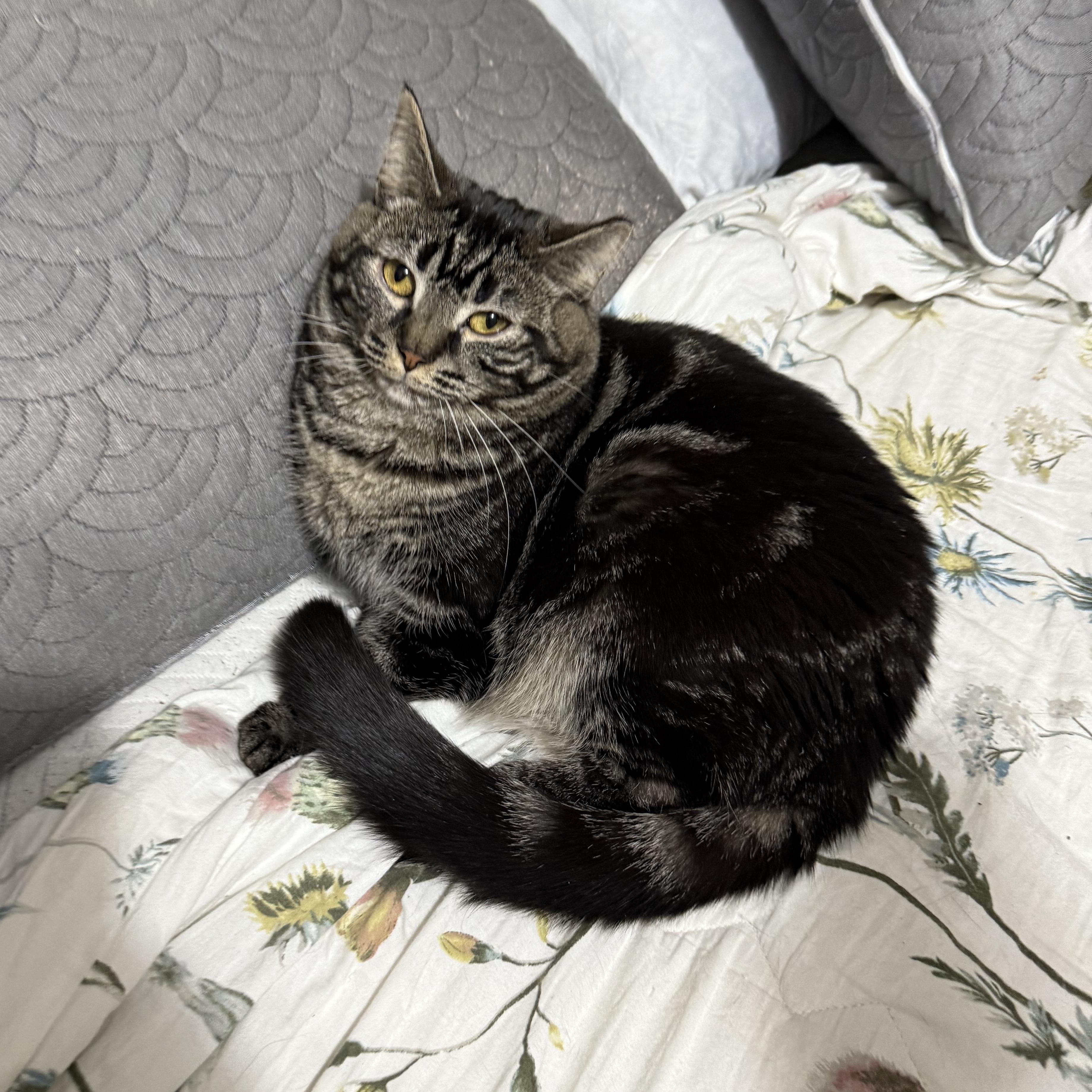 Enlarge Celia, an adoptable mixed breed in Bridgeville, PA image 3/4