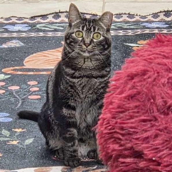 Enlarge Celia, an adoptable mixed breed in Bridgeville, PA image 3/3