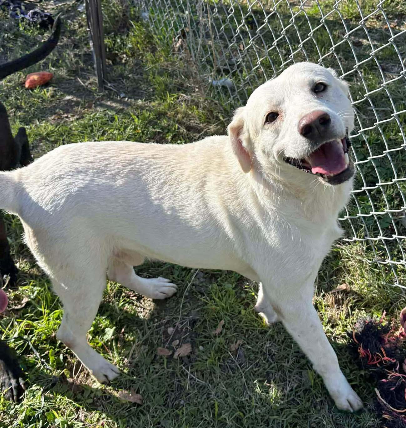 Enlarge Tucker - NEED FOSTER OR ADOPTER, a ADOPTABLE Labrador Retriever in White Bear Lake, MN image 4/6