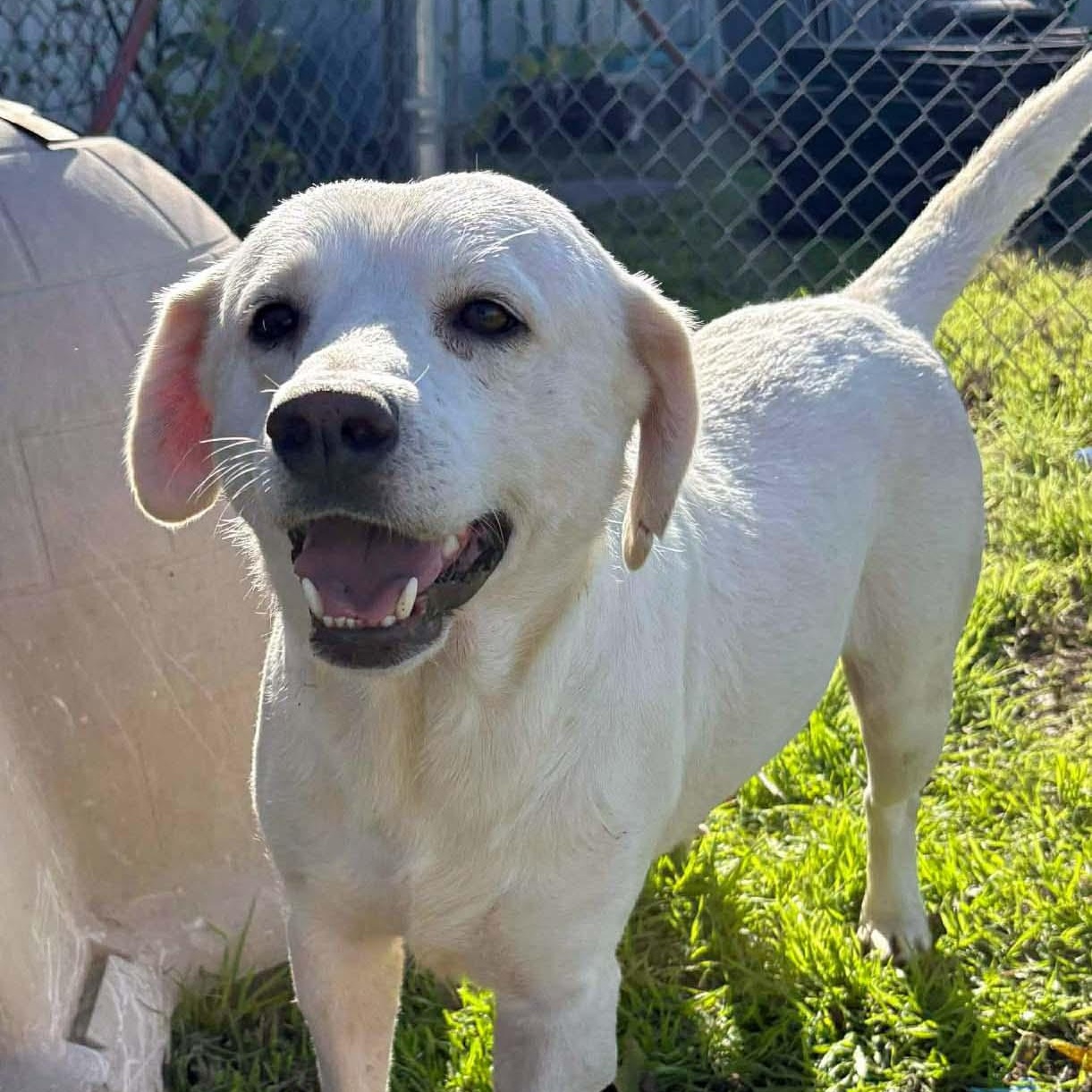 Enlarge Tucker - NEED FOSTER OR ADOPTER, a ADOPTABLE Labrador Retriever in White Bear Lake, MN image 2/6