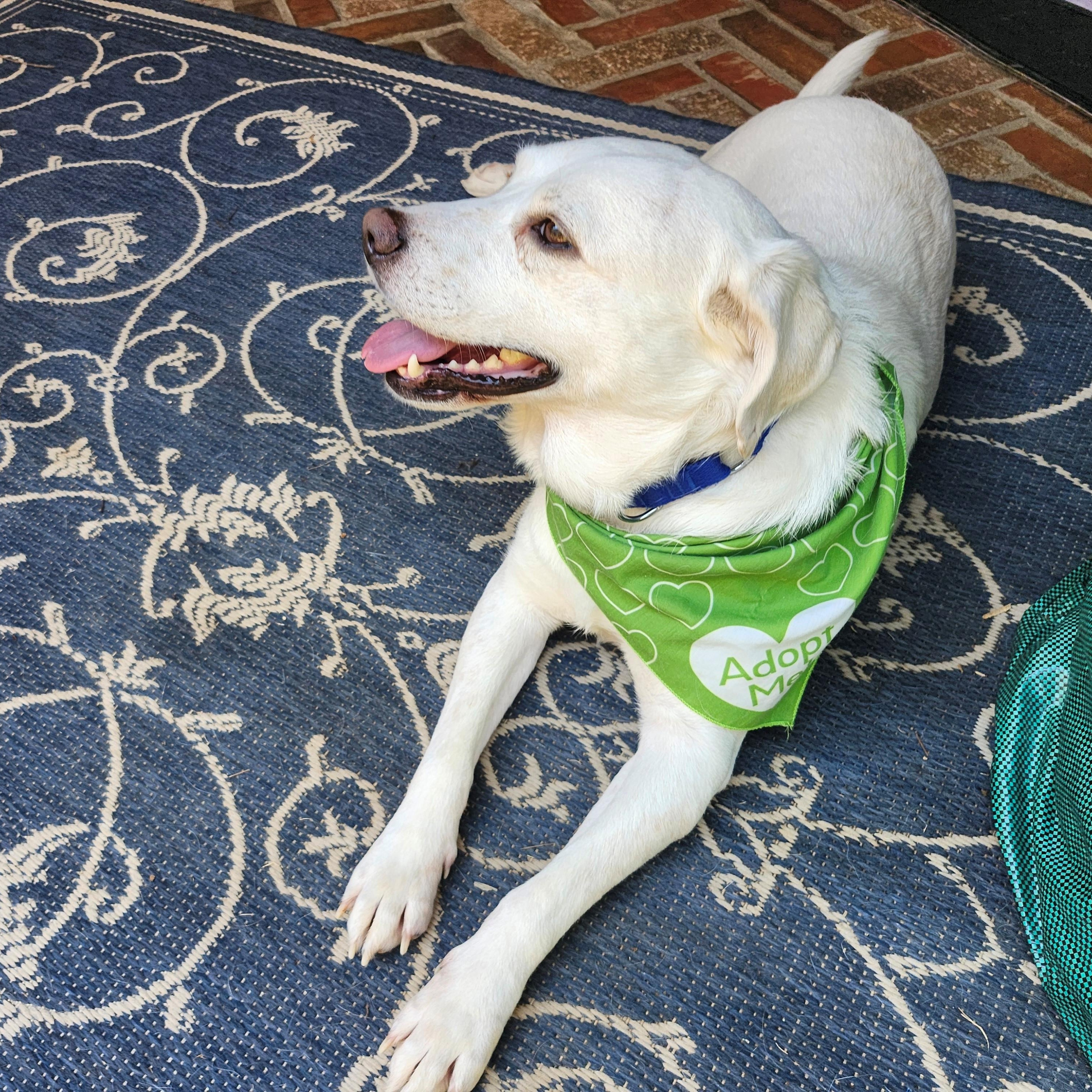 Enlarge Tucker - NEED FOSTER OR ADOPTER, a ADOPTABLE Labrador Retriever in White Bear Lake, MN image 6/6
