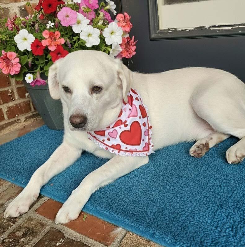Enlarge Tucker - NEED FOSTER OR ADOPTER, a ADOPTABLE Labrador Retriever in White Bear Lake, MN image 3/6