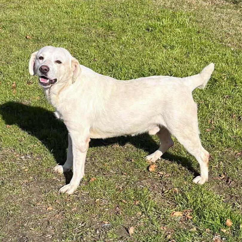 Tucker - NEED FOSTER OR ADOPTER, ADOPTABLE, Adult Male Labrador Retriever.