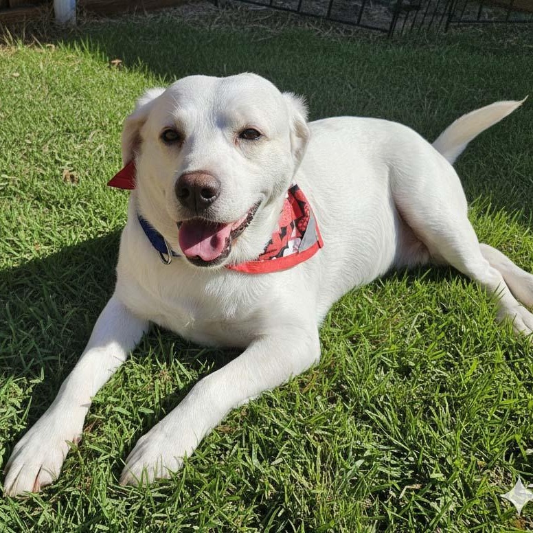 Enlarge Tucker - NEED FOSTER OR ADOPTER, a ADOPTABLE Labrador Retriever in White Bear Lake, MN image 5/6