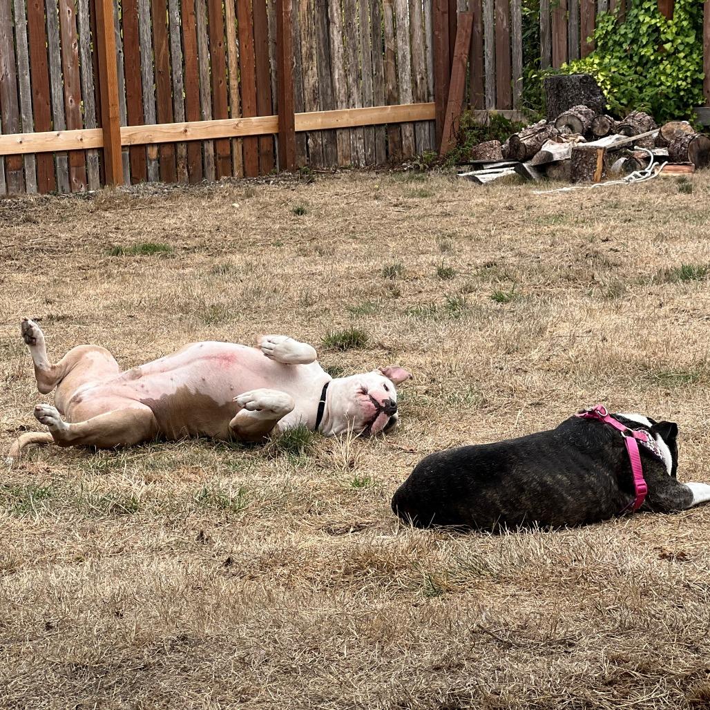 Enlarge Choppo, a Adoptable Pit Bull Terrier in Tacoma, WA image 1/4