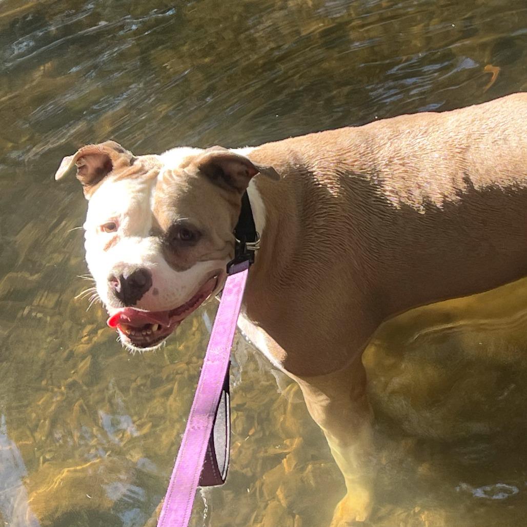 Enlarge Choppo, a Adoptable Pit Bull Terrier in Tacoma, WA image 2/4