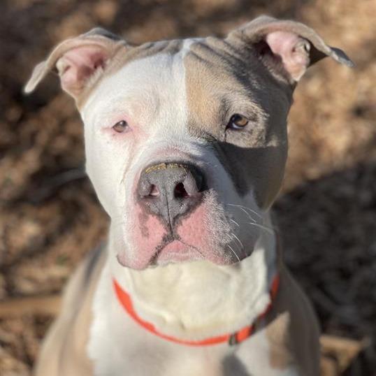 Enlarge Choppo, a Adoptable Pit Bull Terrier in Tacoma, WA image 3/4